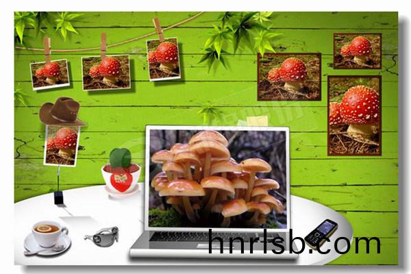 冷(leng)凝(ning)式燃(ran)油鍋(guo)鑪(lu)價格