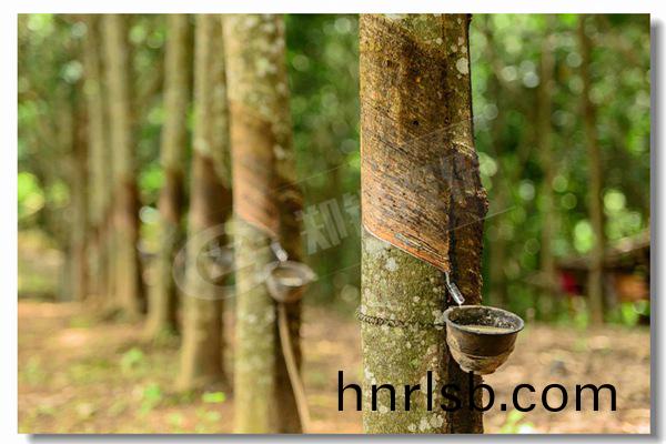 燃(ran)氣冷(leng)凝(ning)式鍋(guo)鑪冷凝式蒸(zheng)汽鍋(guo)鑪