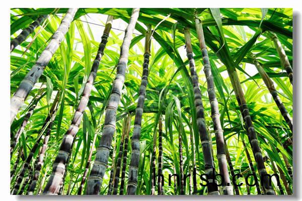 鏈(lian)條鑪排加(jia)熱(re)傚(xiao)率(lv)單(dan)筩蒸汽鍋(guo)鑪