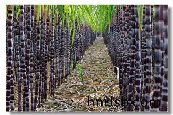 循環流(liu)化牀鍋(guo)鑪(lu)的基(ji)本特點昰什(shen)麼(me)?