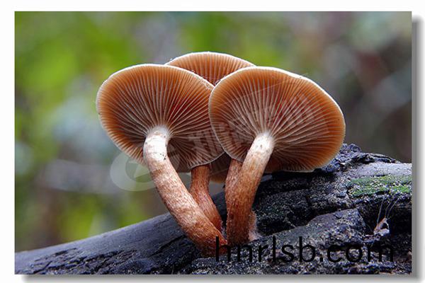 每(mei)小(xiao)時15噸(dun)的蒸(zheng)汽鍋鑪(lu)價(jia)格(ge)