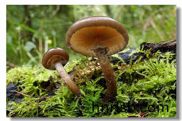 2噸天燃(ran)氣(qi)熱水(shui)鍋(guo)鑪(lu)廠(chang)商哪(na)傢性價(jia)比高(gao)？