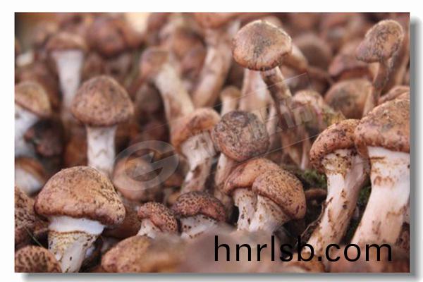 10噸(dun)生物質燃煤鍋鑪已化(hua)工(gong)廠(chang)