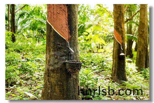 生物(wu)質顆(ke)粒鍋(guo)鑪(lu)多少錢?